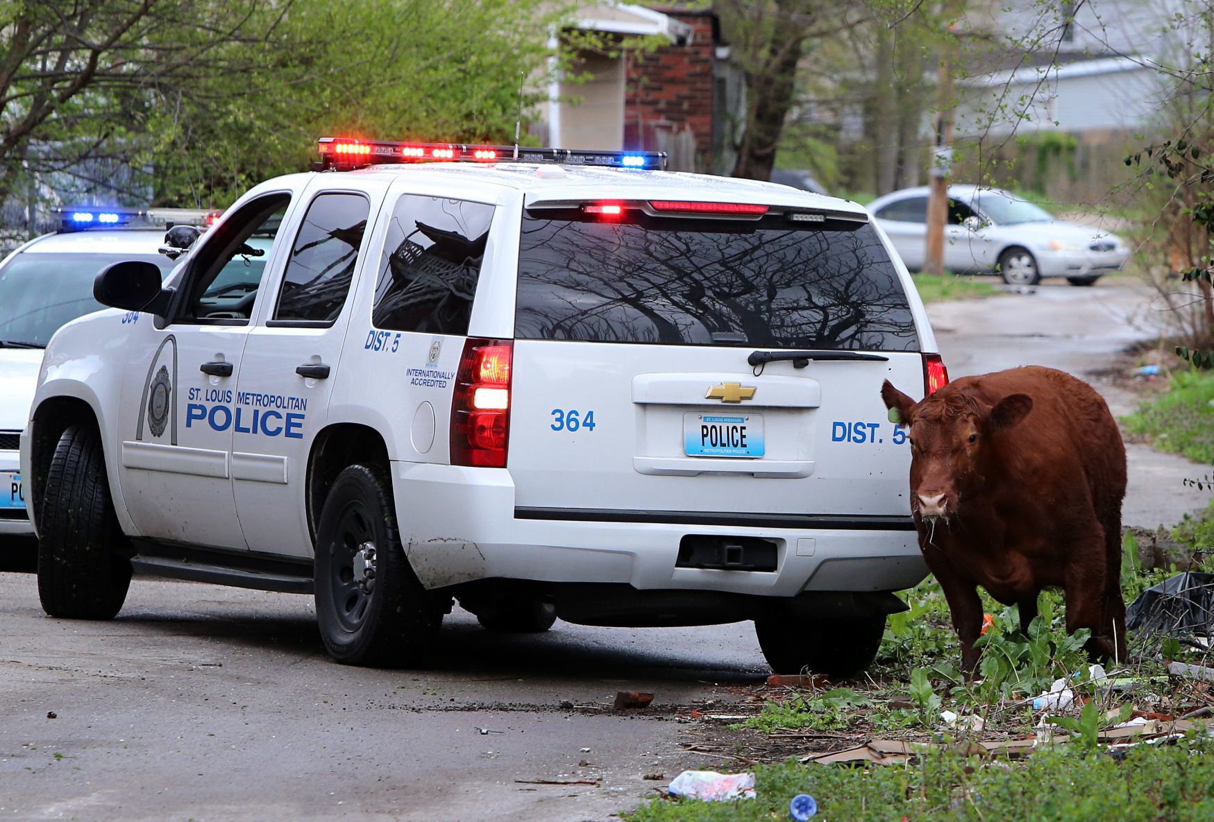 Steer breaks for freedom
